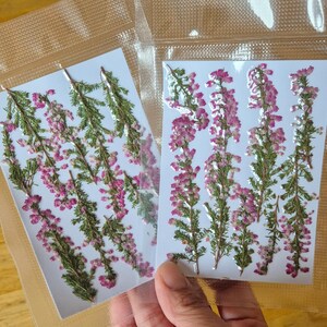 May include: Two clear plastic pouches containing pressed heather sprigs on white rectangular backing cards. Each pouch holds multiple stems of dried green foliage with small, vibrant pink bell-shaped flowers arranged vertically in a neat row.