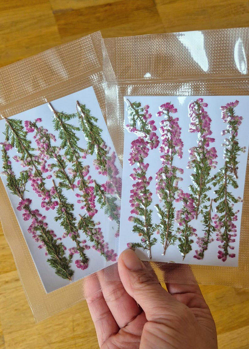 May include: Two clear plastic pouches containing pressed heather sprigs on white rectangular backing cards. Each pouch holds multiple stems of dried green foliage with small, vibrant pink bell-shaped flowers arranged vertically in a neat row.