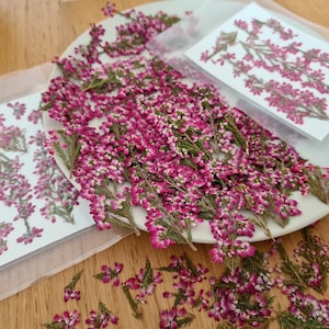 May include: A collection of dried heather sprigs with vibrant magenta and pink flowers and green stems. Some sprigs are loose on a white plate, while others are arranged on white rectangular cards inside clear plastic sleeves for preservation.