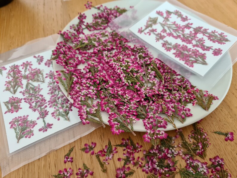 May include: A collection of dried heather sprigs with vibrant magenta and pink flowers and green stems. Some sprigs are loose on a white plate, while others are arranged on white rectangular cards inside clear plastic sleeves for preservation.