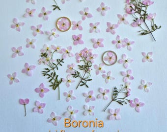 Mini flores secas de color rosa: flores prensadas naturales para arte con resina