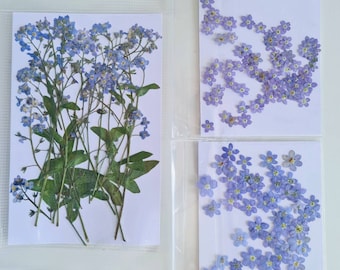12/24/48 piezas Getrocknete Vergissmeinnicht (naturaleza, gepresst) para proyectos de bricolaje, arte, decoración