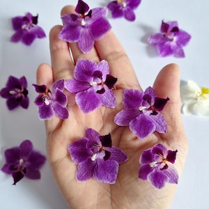 Peut inclure: Plusieurs fleurs d'orchidées violettes vibrantes avec des centres marron foncé, disposées sur un fond clair. Les fleurs sont tenues dans une main ouverte, mettant en valeur leurs pétales délicats et leurs détails complexes. Quelques fleurs supplémentaires sont éparpillées.