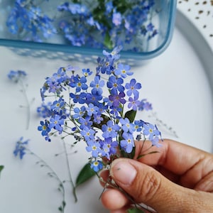 Könnte beinhalten: Ein Strauß zartblauer Vergissmeinnicht-Blüten mit grünen Stielen und Blättern.