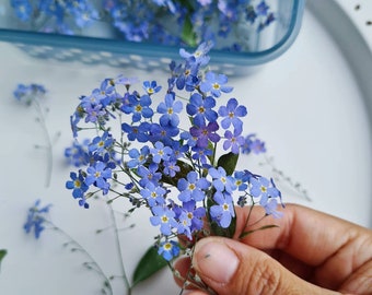 5/10/20 pezzi di fiori secchi "3D" di nontiscordardime "Myosotis" (naturali) per progetti fai da te, arte in resina, decorazione