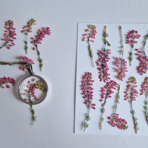 May include: A circular silver-toned pendant containing a pressed pink heather sprig, accompanied by several loose sprigs of pink heather and a rectangular white card featuring ten additional pressed pink heather sprigs arranged in two columns.
