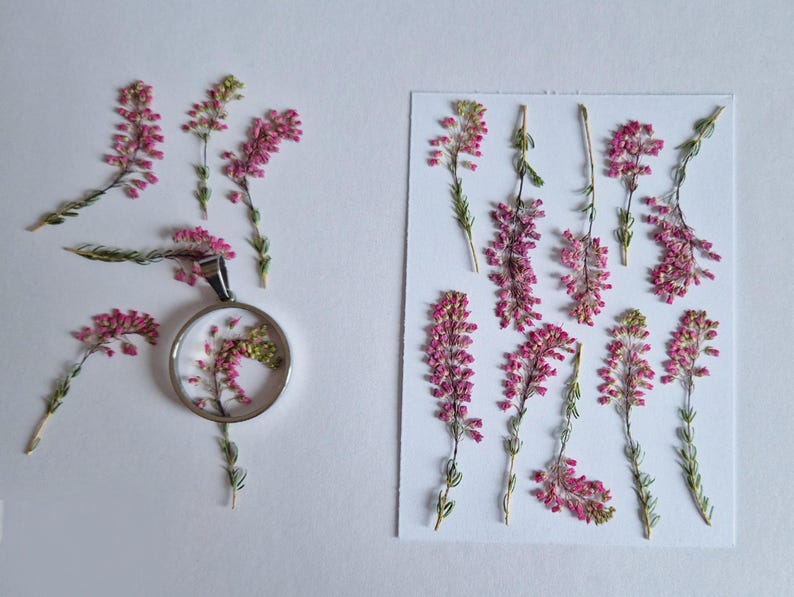 May include: A circular silver-toned pendant containing a pressed pink heather sprig, accompanied by several loose sprigs of pink heather and a rectangular white card featuring ten additional pressed pink heather sprigs arranged in two columns.