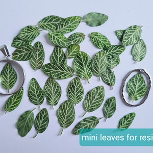 12/25 Stk. Foglie verdi essiccate con venature dettagliate (naturali, pressate) per progetti fai da te, resina, decorazione, sapone