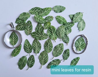 Hojas verdes prensadas con venas: Materiales naturales para manualidades DIY