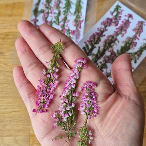 May include: Three sprigs of dried heather flowers with small pink and white blossoms and green stems. The delicate floral stems are arranged vertically, showcasing the natural texture and color variation of the dried plant material in detail.