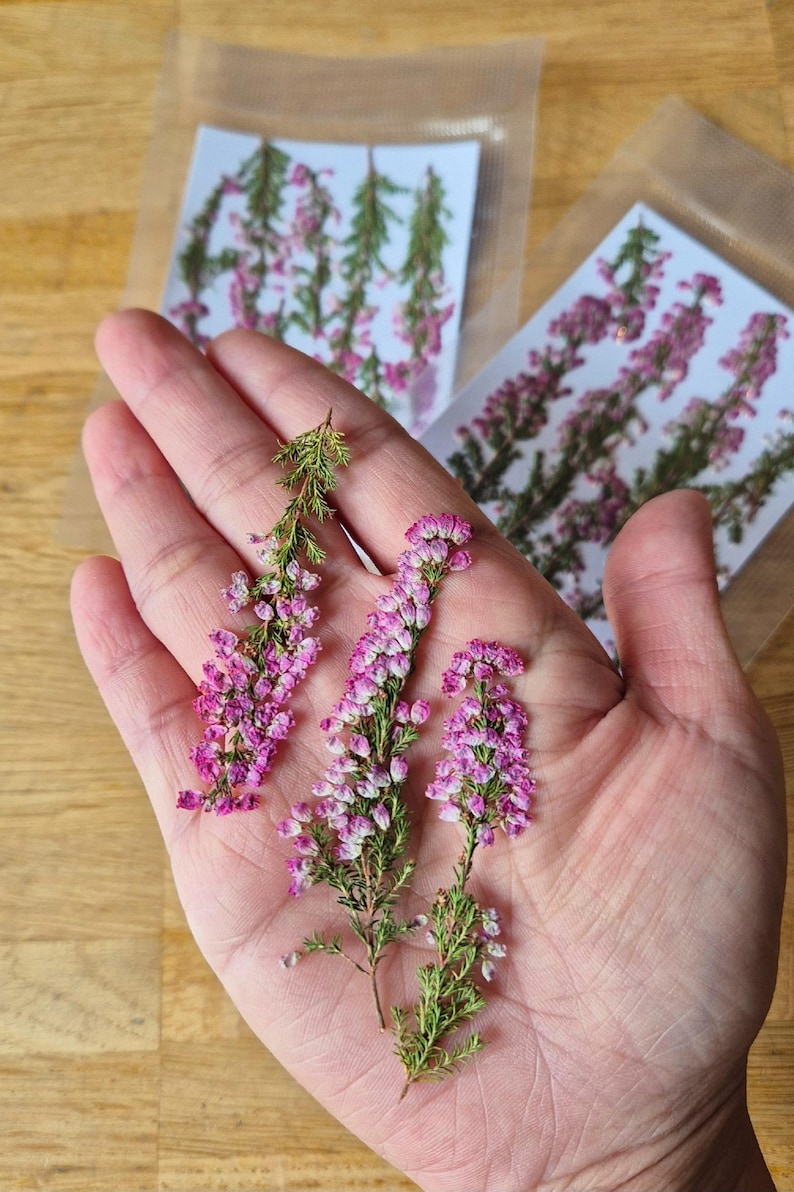 May include: Three sprigs of dried heather flowers with small pink and white blossoms and green stems. The delicate floral stems are arranged vertically, showcasing the natural texture and color variation of the dried plant material in detail.