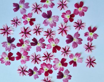 12/24 piezas de flores secas de color rosa (naturales, prensadas) para proyectos de bricolaje, arte con resina, decoración, jabón.