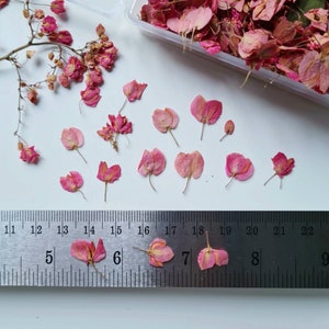 Könnte beinhalten: Rosa getrocknete Blütenblätter, die auf einer weißen Oberfläche mit einem Lineal als Maßstab verstreut sind. Die Blütenblätter sind etwa 2,5 cm groß.