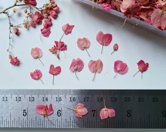 25/12/50 Stk. Getrocknete Rosa Mini Blüten (naturaleza, gepresst) para proyectos de bricolaje, arte, decoración, decoración