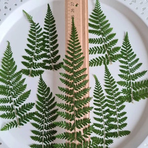 10/20 peças de pequenas folhas de samambaia secas para projetos DIY, molduras de vidro, arte em resina, decoração
