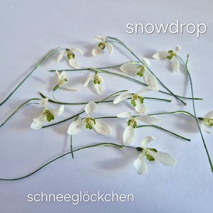 Op de afbeelding: Een verzameling sneeuwklokjes met witte bloemblaadjes en groene accenten, verspreid over een wit oppervlak. Het woord "snowdrop" is in witte tekst te zien.