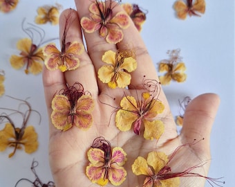 12/24 pcs dried flower blossoms (natural, pressed) for diy projects, resin art, decoration, soap