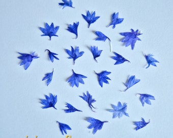 25/12/50 mini fleurs bleues séchées (naturelles, pressées) pour projets de bricolage, art en résine, décoration
