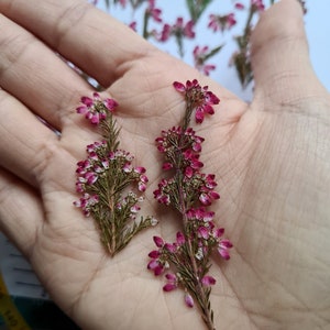 May include: Two pressed sprigs of pink heather flowers with green stems and foliage. The small, delicate blossoms are arranged in clusters along the woody stems, showcasing a vibrant magenta and white color palette on the petals and leaves.