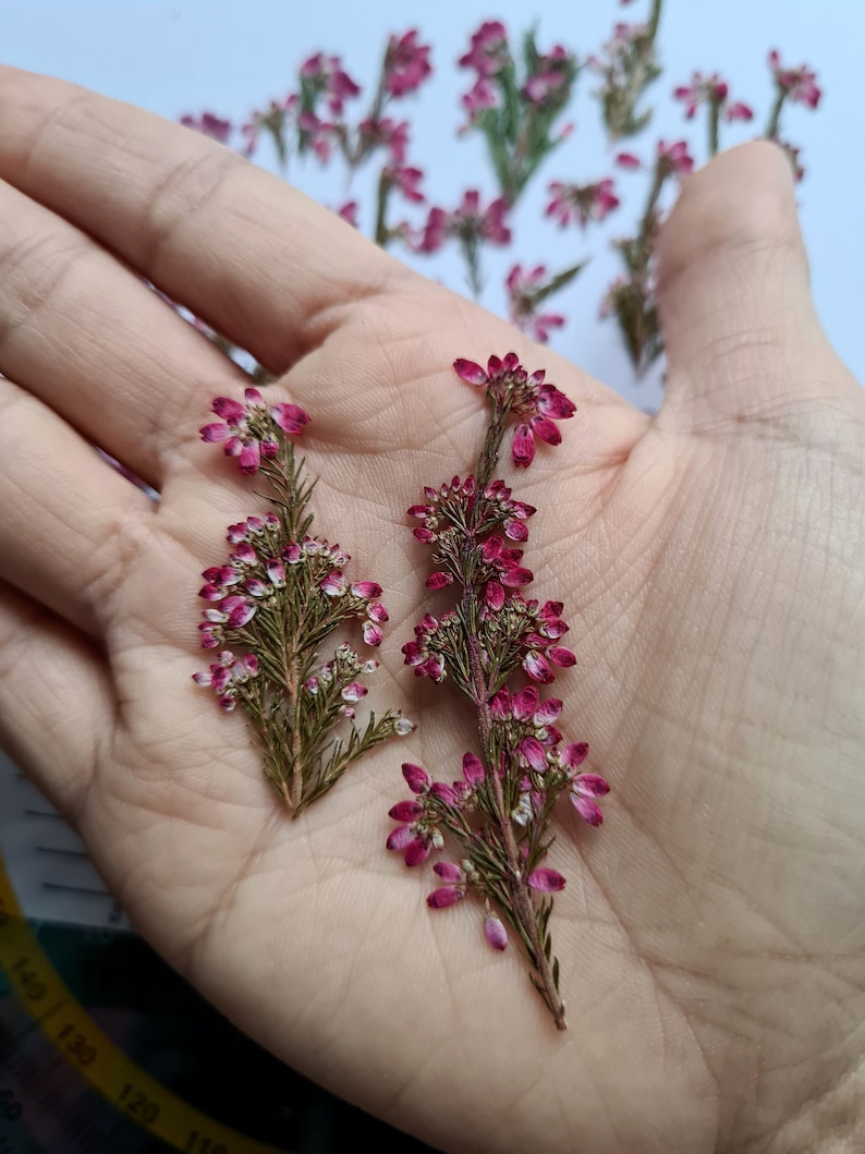 May include: Two pressed sprigs of pink heather flowers with green stems and foliage. The small, delicate blossoms are arranged in clusters along the woody stems, showcasing a vibrant magenta and white color palette on the petals and leaves.