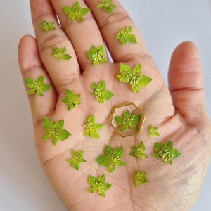 12/24 stks kleine gedroogde groene bladeren voor doe-het-zelfprojecten, glaslijsten, harskunst, decoratie