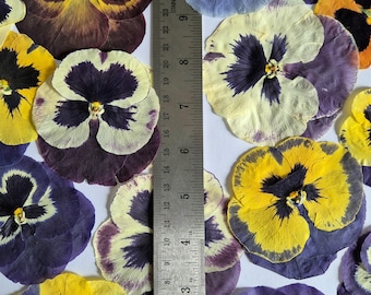 6/12 pezzi Grandi viole del pensiero essiccate (naturali, pressate) per progetti fai da te, arte con resina, decorazione, sapone
