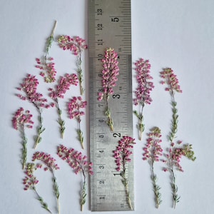 May include: A collection of pressed pink heather sprigs arranged around a metal ruler. The ruler shows measurements in inches and centimeters, with the longest sprig measuring approximately 4 inches in length. The flowers are small and vibrant.