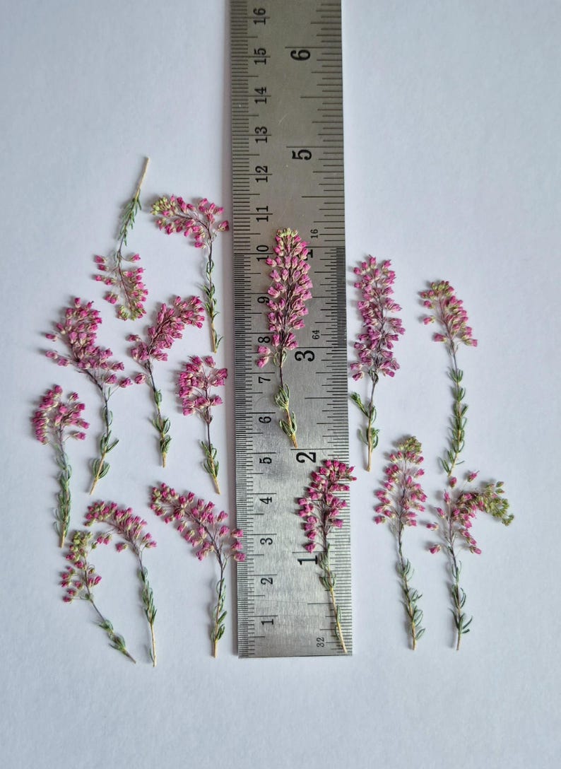 May include: A collection of pressed pink heather sprigs arranged around a metal ruler. The ruler shows measurements in inches and centimeters, with the longest sprig measuring approximately 4 inches in length. The flowers are small and vibrant.