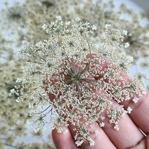 Könnte beinhalten: Nahaufnahme von getrockneten Wiesenkerbelblüten. Die zarten, weißen Blütenköpfe sind zusammengefasst, mit einem zentralen dunkelgrünen Kern. Die Blumen werden in einer Hand gehalten, mit anderen Blumen im Hintergrund.