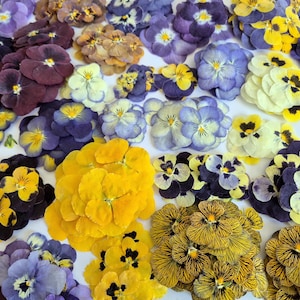 Puede incluir: Una vista cenital muestra una colección de flores de pensamiento prensadas en varios colores. Las flores varían del púrpura oscuro y amarillo al azul pálido y crema, con intrincados patrones de pétalos. La disposición está sobre una superficie blanca.