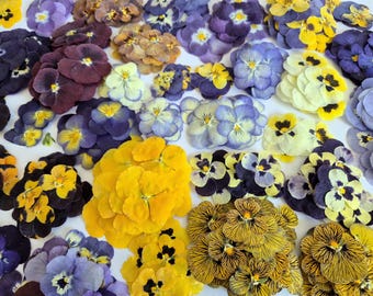 12 viole del pensiero essiccate (naturali, pressate) per progetti fai da te, arte con resina, decorazione, sapone