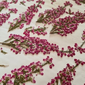 May include: A collection of pressed heather sprigs featuring small, vibrant magenta and pink bell-shaped flowers with green needle-like foliage. The dried botanical specimens are arranged in a scattered pattern across a plain, off-white surface.