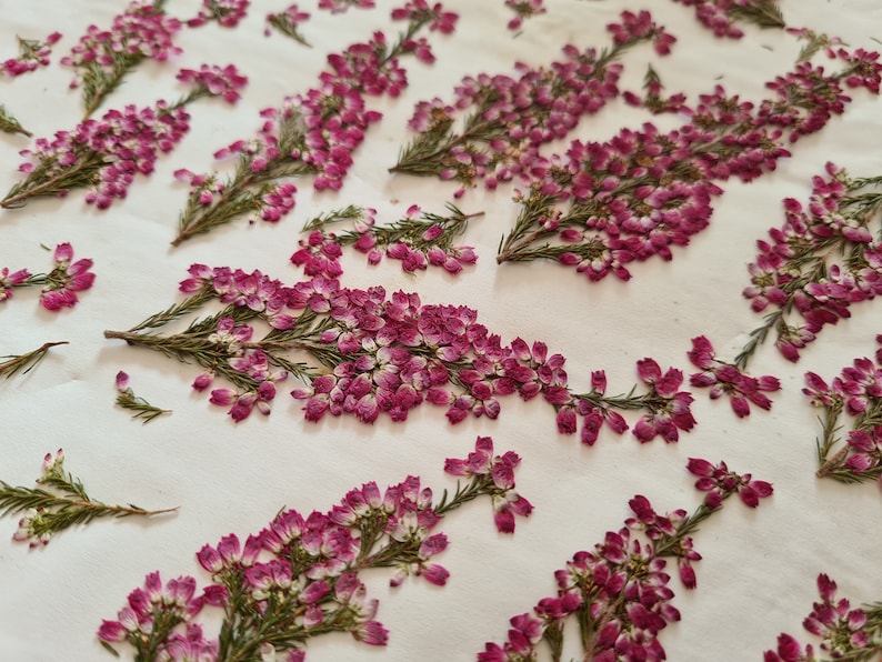 May include: A collection of pressed heather sprigs featuring small, vibrant magenta and pink bell-shaped flowers with green needle-like foliage. The dried botanical specimens are arranged in a scattered pattern across a plain, off-white surface.