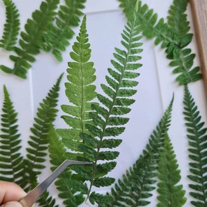 May include: Close-up of several green fern leaves, some with visible texture and detail. A pair of tweezers is holding one of the leaves. The leaves are arranged on a white surface, possibly for a craft project or botanical study.