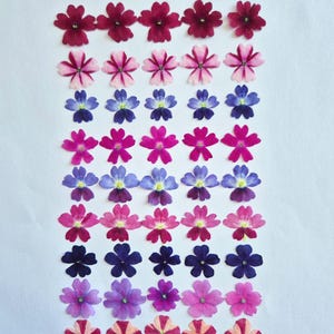 Puede incluir: Arreglo de flores prensadas coloridas en filas. Las flores varían en tonos de rosa, morado y azul, algunas con pétalos rayados. Las flores están dispuestas sobre un fondo blanco.