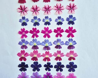 Puede incluir: Arreglo de flores prensadas coloridas en filas. Las flores varían en tonos de rosa, morado y azul, algunas con pétalos rayados. Las flores están dispuestas sobre un fondo blanco.