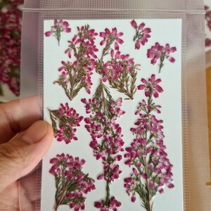 May include: A collection of pressed pink heather flowers arranged on a rectangular white card, sealed within a clear plastic pouch. The dried botanical specimens feature small, vibrant magenta blossoms and green stems, displayed in a flat, organized layout.