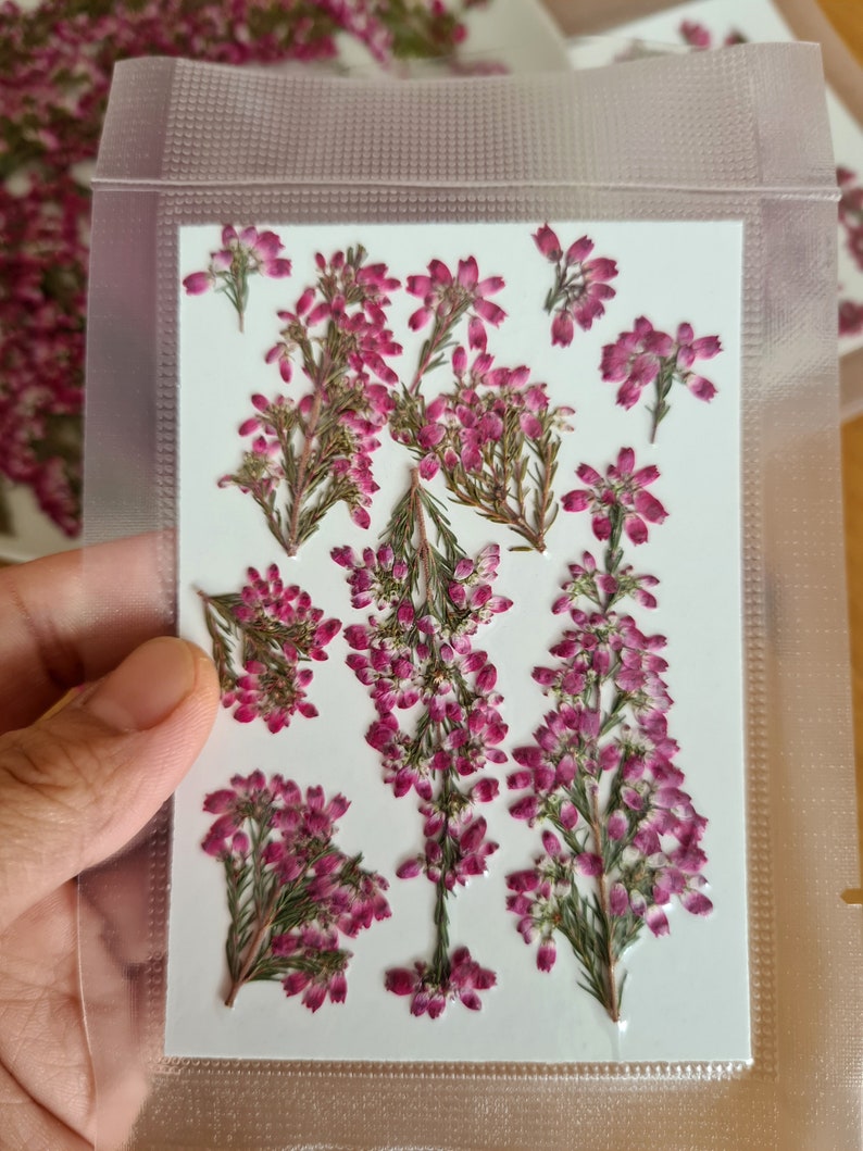 May include: A collection of pressed pink heather flowers arranged on a rectangular white card, sealed within a clear plastic pouch. The dried botanical specimens feature small, vibrant magenta blossoms and green stems, displayed in a flat, organized layout.