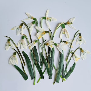 6/12 pcs pressed white spring flower (natural) for diy projects, resin art, decoration