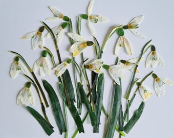 6/12 pcs pressed white spring flower (natural) for diy projects, resin art, decoration