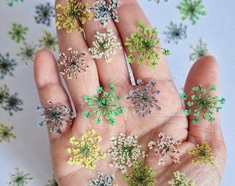 12/30 Stk Getrocknete Blüten (gefärbt, gepresst) für DIY Projekte, Kunstharz, Deko, Seife