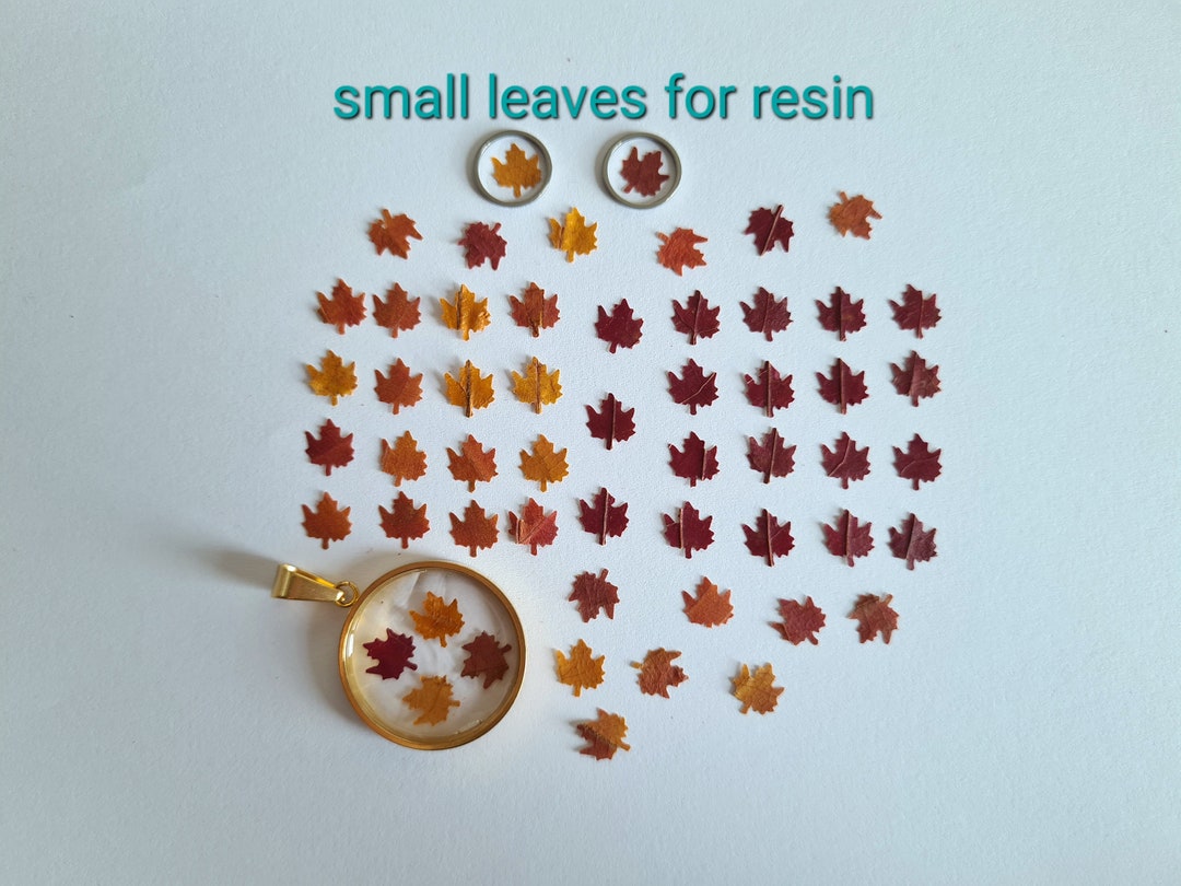25/50 Pcs. Dried Mini Maple Leaves (natural, Pressed) for Diy Projects ...