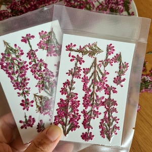 May include: Two rectangular clear plastic vacuum-sealed pouches containing pressed dried heather sprigs. Each pouch holds multiple stems of vibrant magenta-pink heather flowers with small green leaves arranged on a white rectangular card backing.