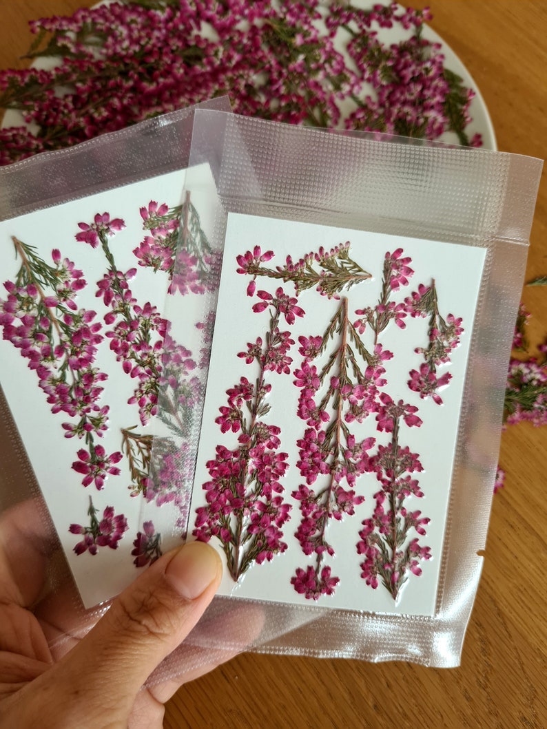 May include: Two rectangular clear plastic vacuum-sealed pouches containing pressed dried heather sprigs. Each pouch holds multiple stems of vibrant magenta-pink heather flowers with small green leaves arranged on a white rectangular card backing.