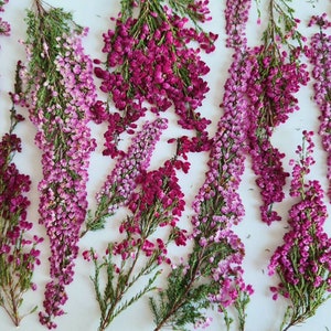 Bunch of heather flower (calluna vulgaris, erica, ling) on shabby