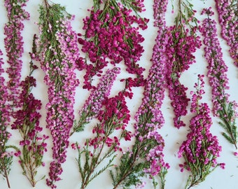 10/20/30 pcs dried pink heather flower "Erica" (natural, pressed) for diy projects, resin art, decoration, soap