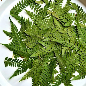 12/25/50 pezzi di foglie di felce secche (naturali, pressate) per progetti fai da te, arte in resina, decorazione