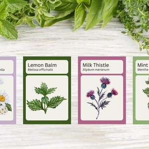 Ensemble imprimable de 20 cartes-éclair sur les herbes [PDF] - Idéal pour un futur apothicaire, horticulteur ou sorcière - Cottagecore - Jardin - Aquarelle
