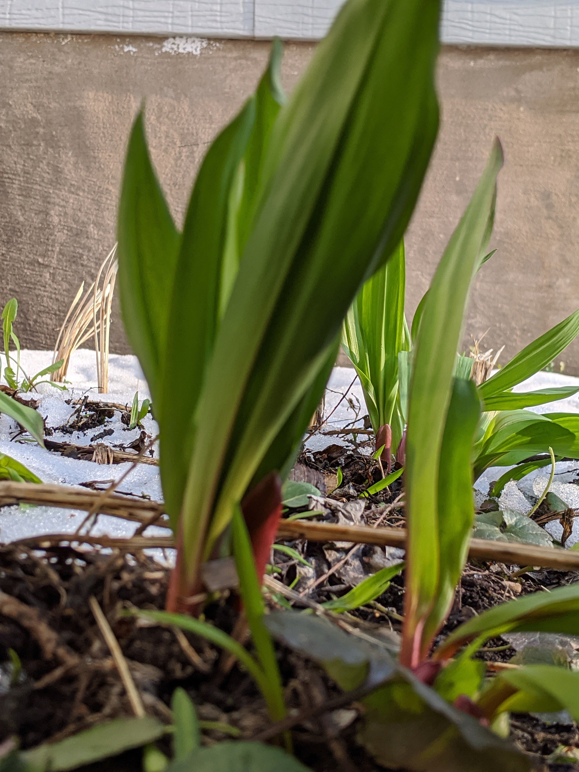 75 ramp seeds wild harvested in 2020 Etsy