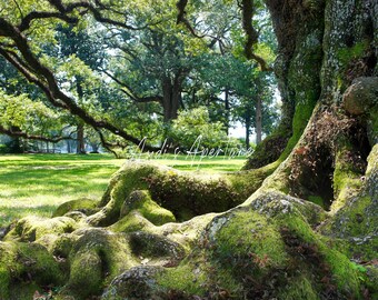 Landscape Print, Oak Alley in Louisiana Photography - Framed or Unframed